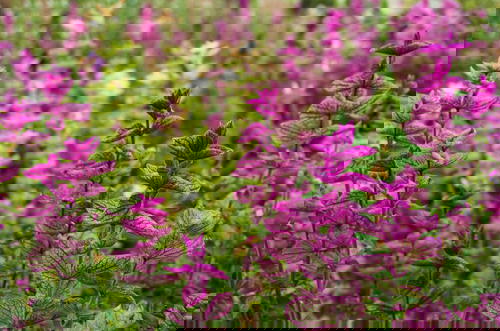 Purple flowers in a field with green leaves.