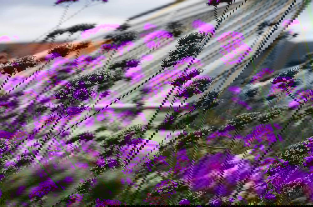 Purple flowers in front of a greenhouse.