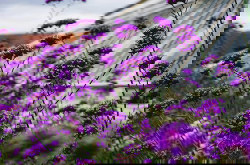 Purple flowers in front of a greenhouse.