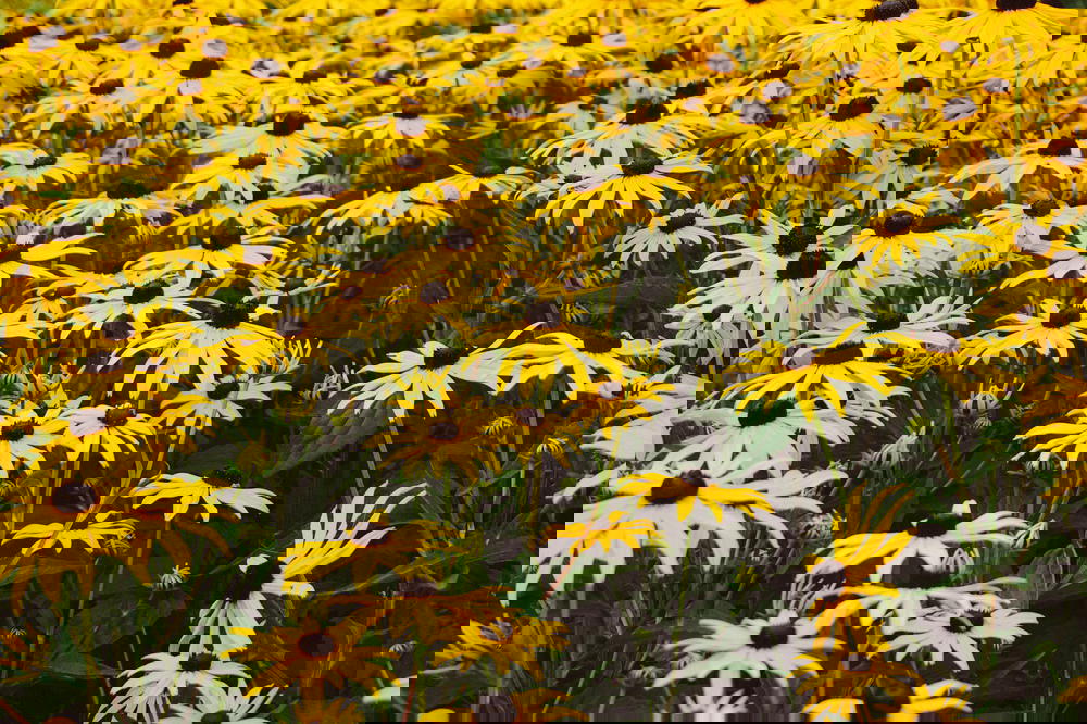 A field of black eyed susan flowers.
