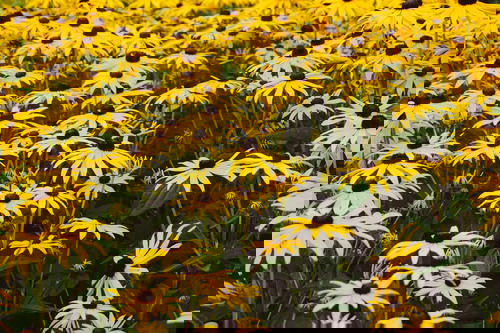 A field of black eyed susan flowers.