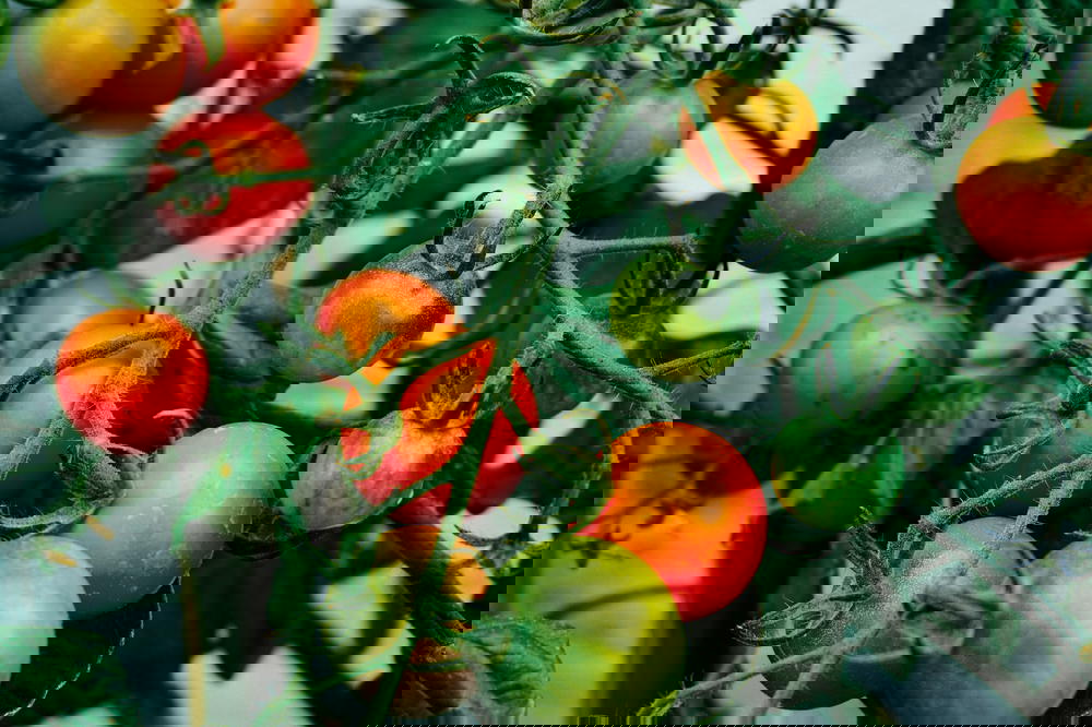 Tomatoes growing on a vine in a greenhouse.