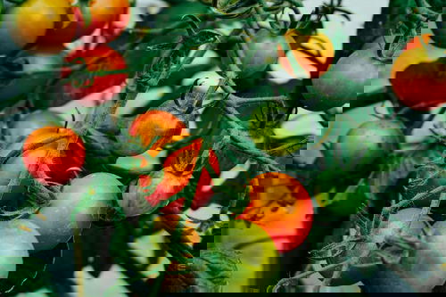 Tomatoes growing on a vine in a greenhouse.