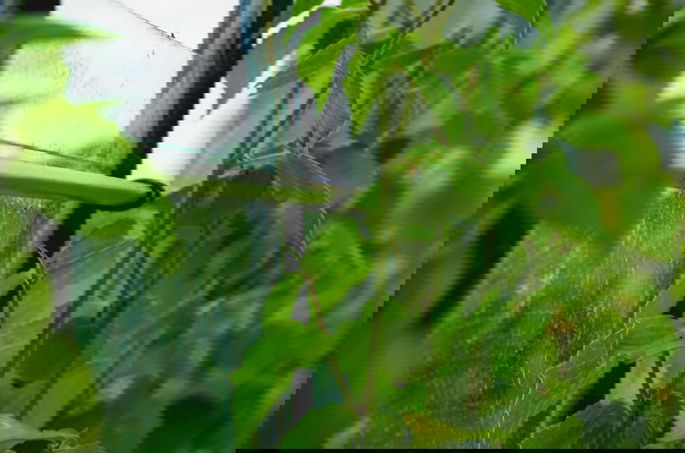 A green plant growing out of a window in a greenhouse.