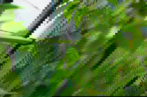 A green plant growing out of a window in a greenhouse.