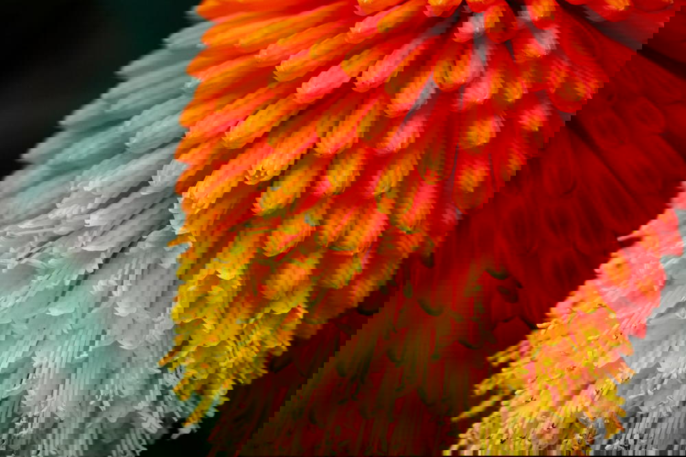 A close up of an orange and yellow flower.