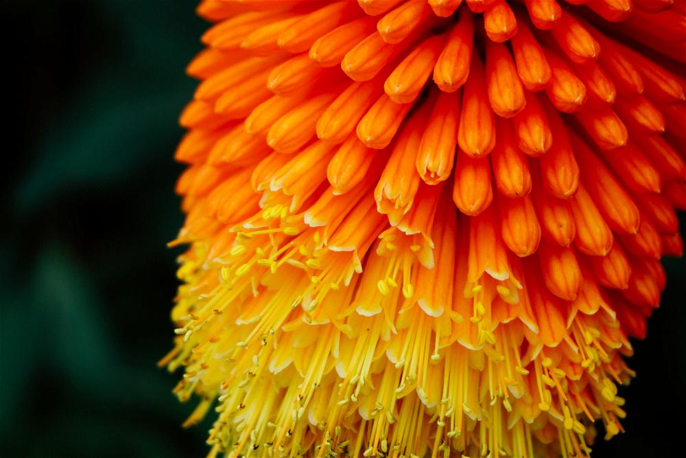 A close up of an orange and yellow flower.