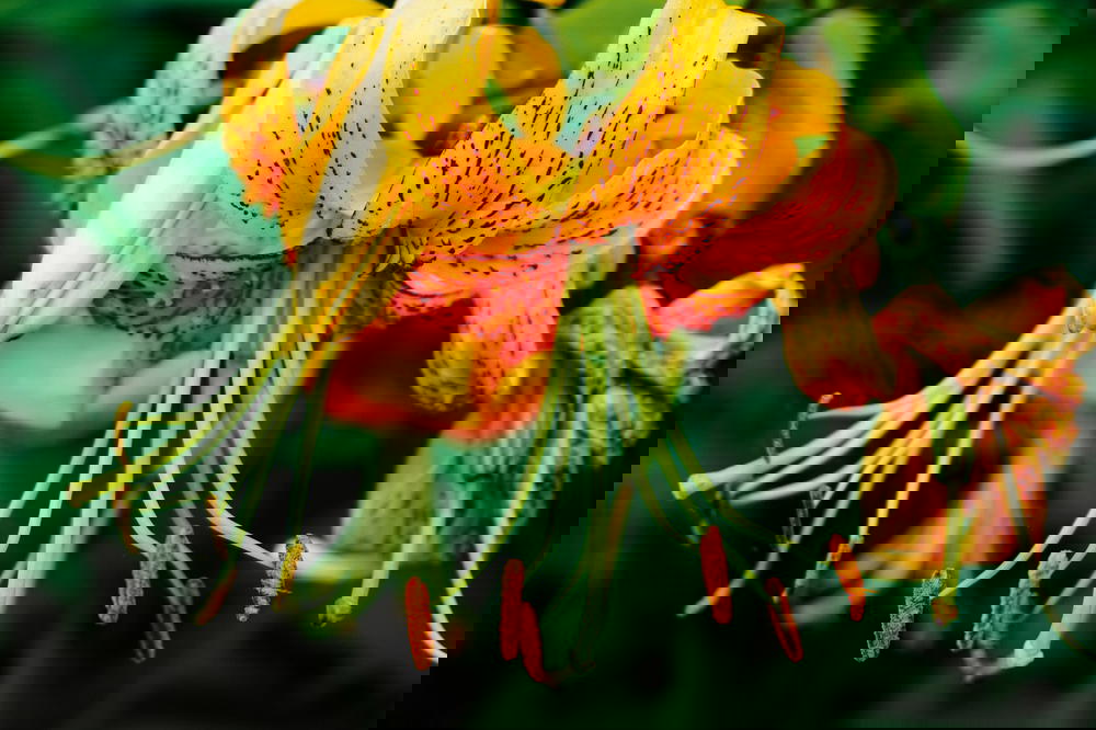 A close up of an orange lily flower.