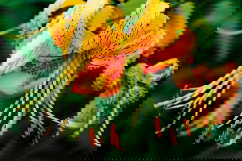 A close up of an orange lily flower.