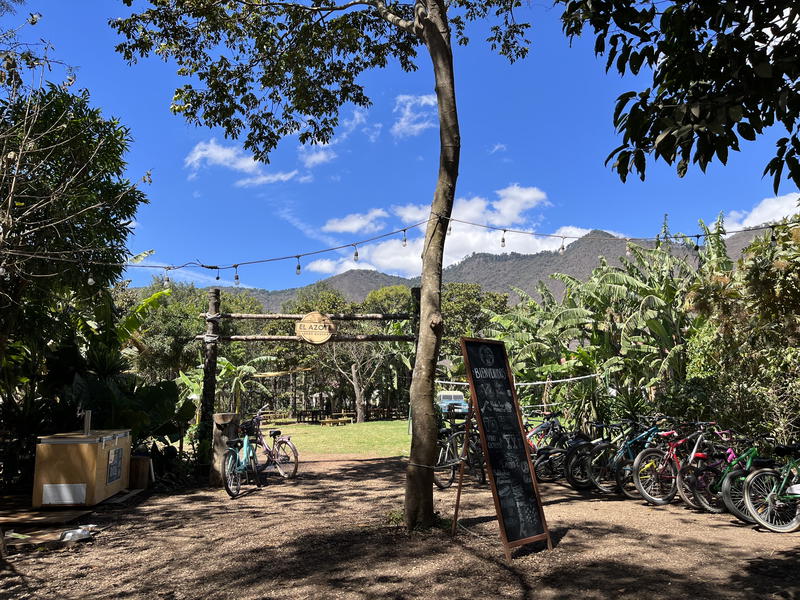 Bicycles parked under a tree in Antigua, Guatemala.