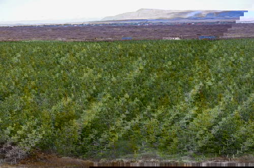 A large field of pine trees with mountains in the background in Iceland.