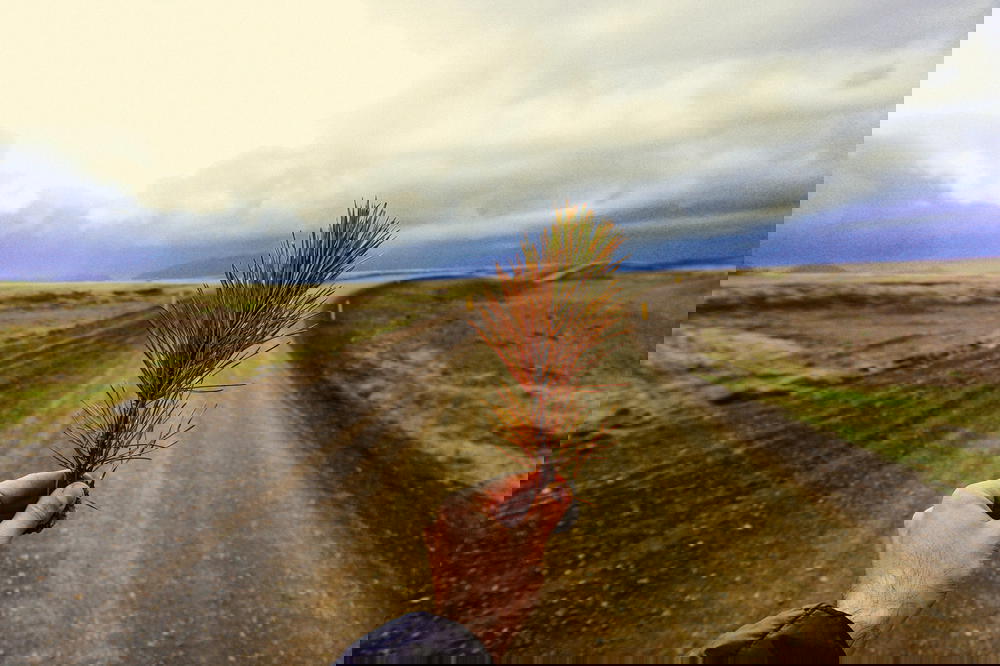 Holding up a green and brown stem in the middle of the road in Iceland