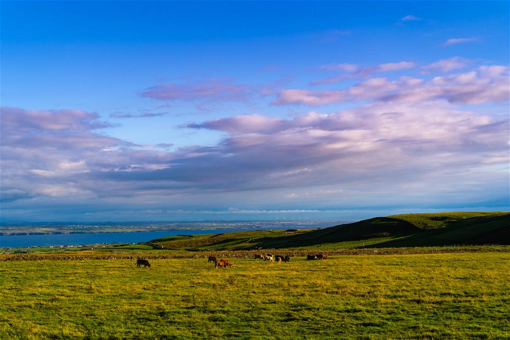 A group of cows grazing on a green field in Ireland along the Wild Atlantic Way.