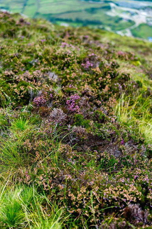 A woman is standing on a hill overlooking the Wild Atlantic Way in Ireland with purple flowers in the background.