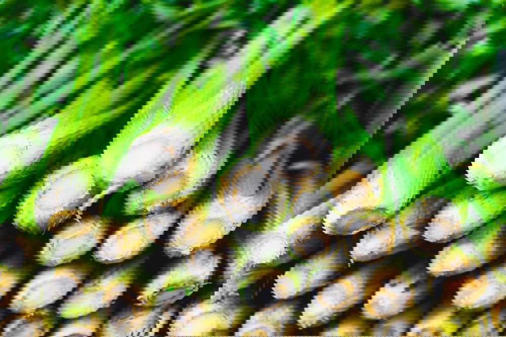 Fresh celery vegetables for sale vendor shuk carmel tel aviv israel