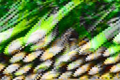 A bunch of green celery from Israel in a market.