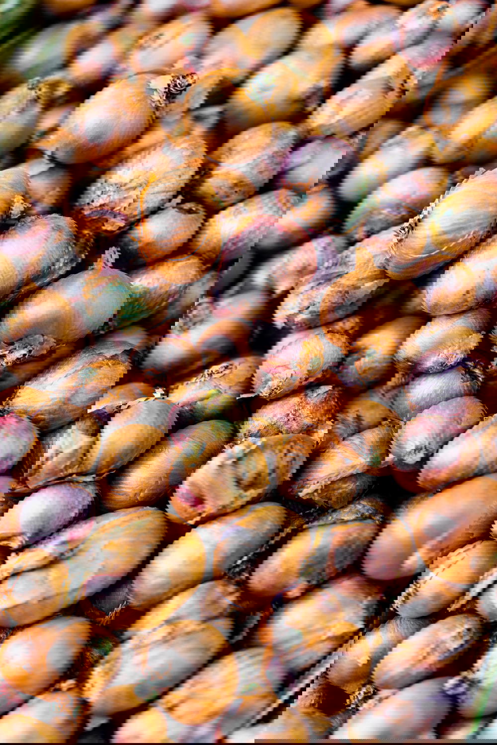 Fresh shallot vegetables for sale vendor shuk carmel tel aviv israel