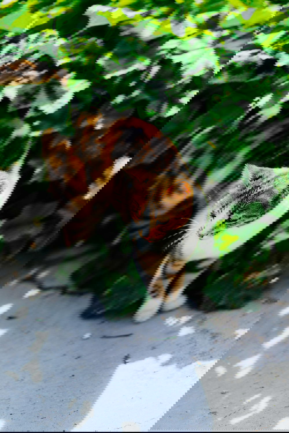 Brown and white striped cat near carmel shuk tel aviv israel