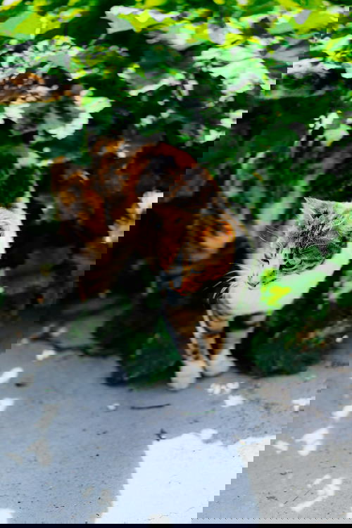 A cat in Israel standing on a sidewalk surrounded by plants.