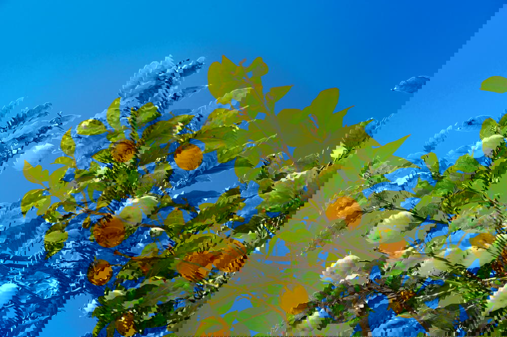 Lemon tree in nachlaot jerusalem israel