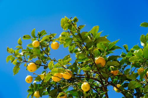Leafy lemon tree with yellow lemons against a vibrant blue sky