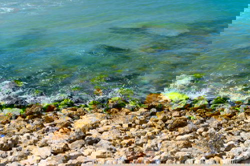 A rocky shore in Israel with green algae in the water.