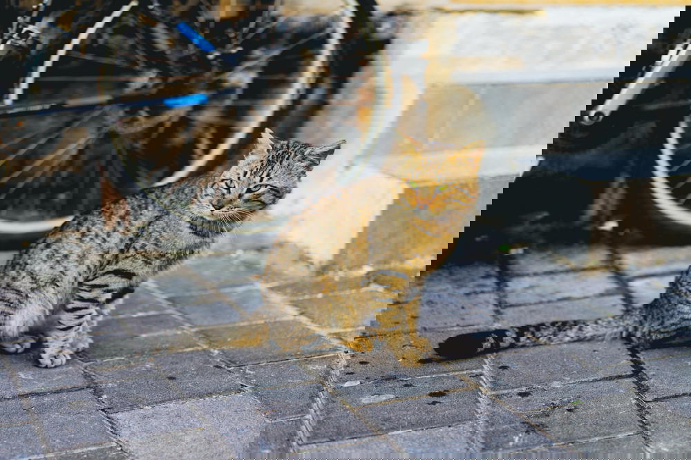 A cat sits on a brick walkway in Israel.