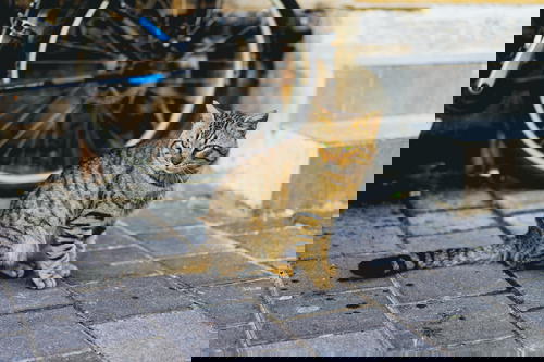 A cat sits on a brick walkway in Israel.