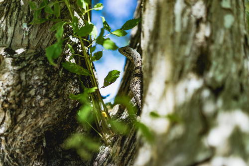 A close up of a tree trunk with green leaves in Mexico.