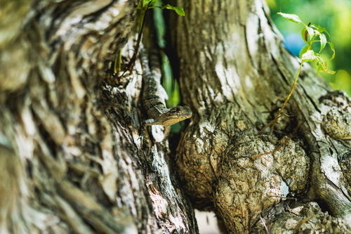A small lizard peeking out of the trunk of a tree in Mexico.