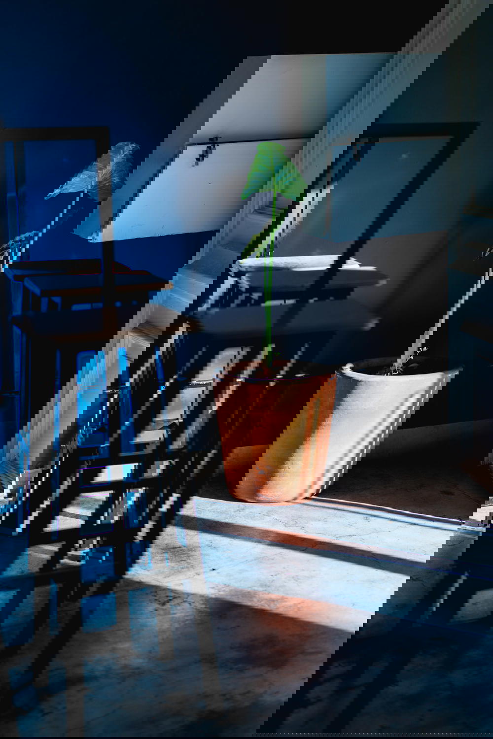 A potted plant in a Mexican room.