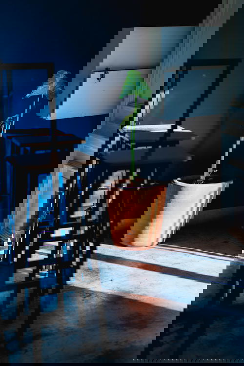 A potted plant in a Mexican room.