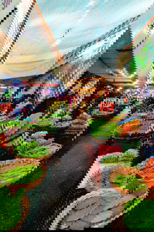 A cluster of green leaves indigenous to Mexico.