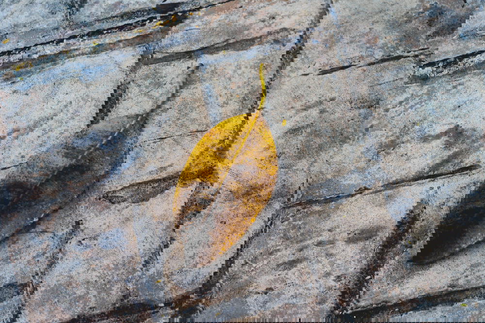 A brown leaf laying on the ground in Mexico.