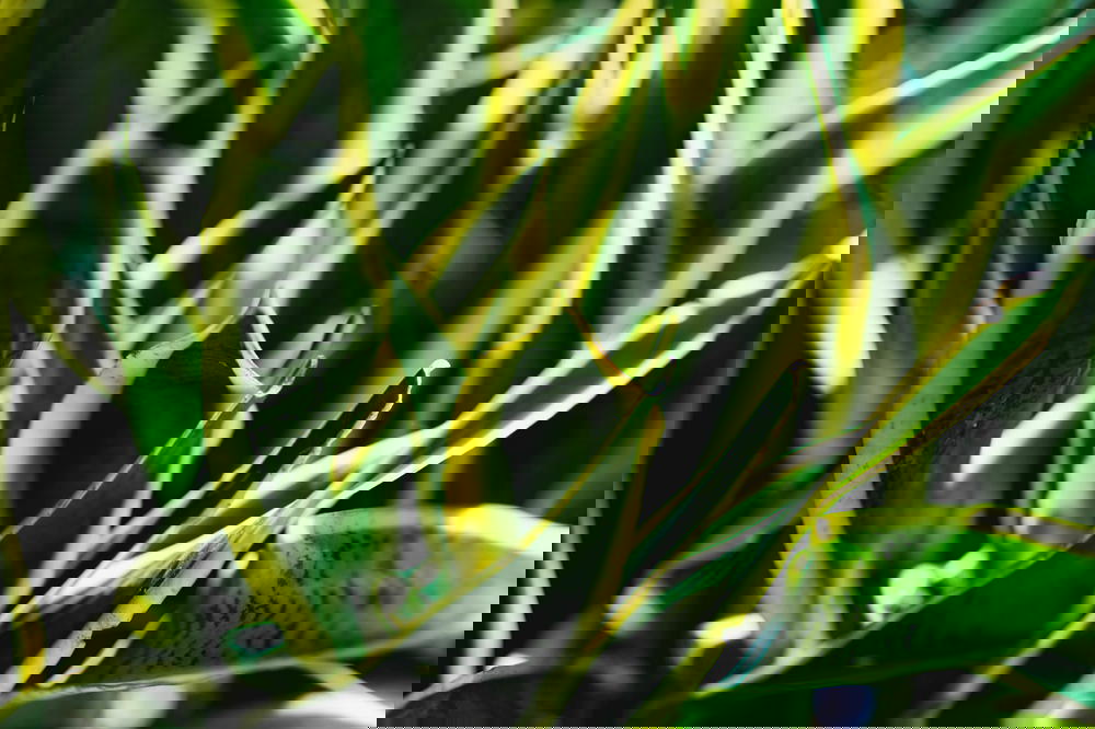 A close up of a plant with green leaves from Mexico.