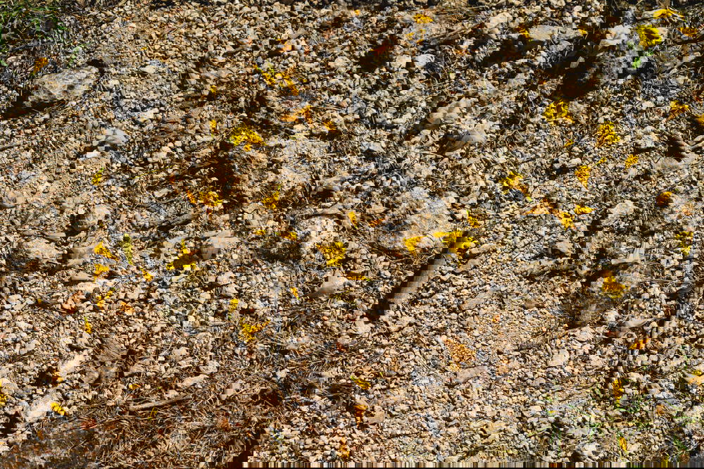 Yellow flowers in Mexico.