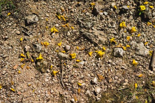 Yellow flowers in Mexico.