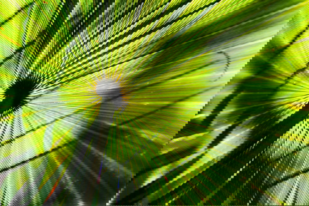 Shadows on a tropical plant leaf