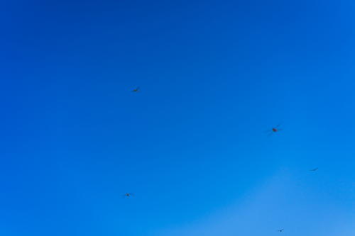 A group of kites flying in a blue sky in Mexico.