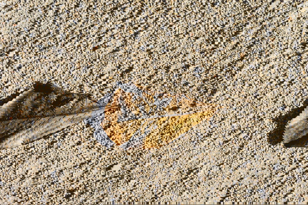 A Mexican leaf on the ground.