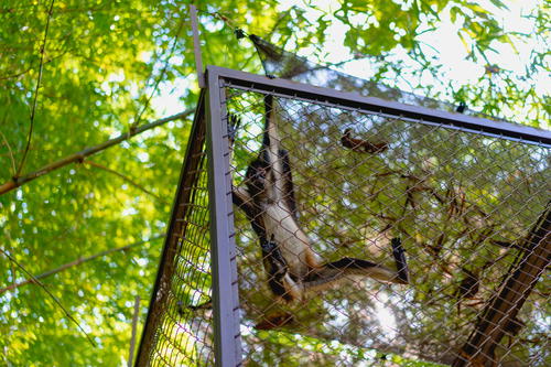 In Merida, Mexico, a monkey hangs from a cage in a tree.