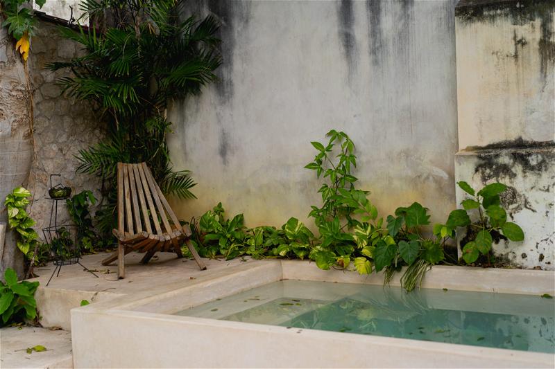 A small pool next to a tree in Merida, Mexico.