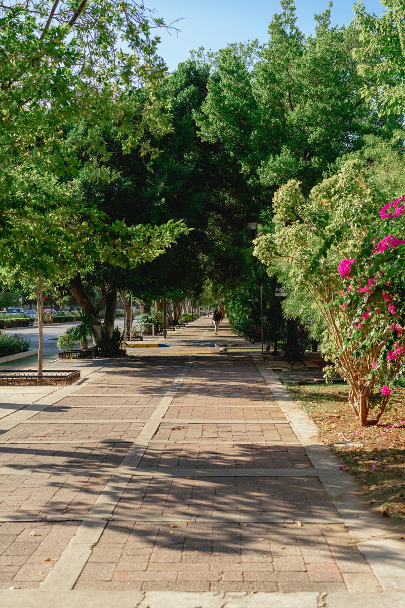 A picturesque brick sidewalk adorned with trees and flowers in Merida, Mexico.