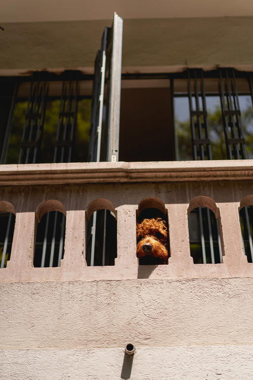 a dog looking through a window on a building