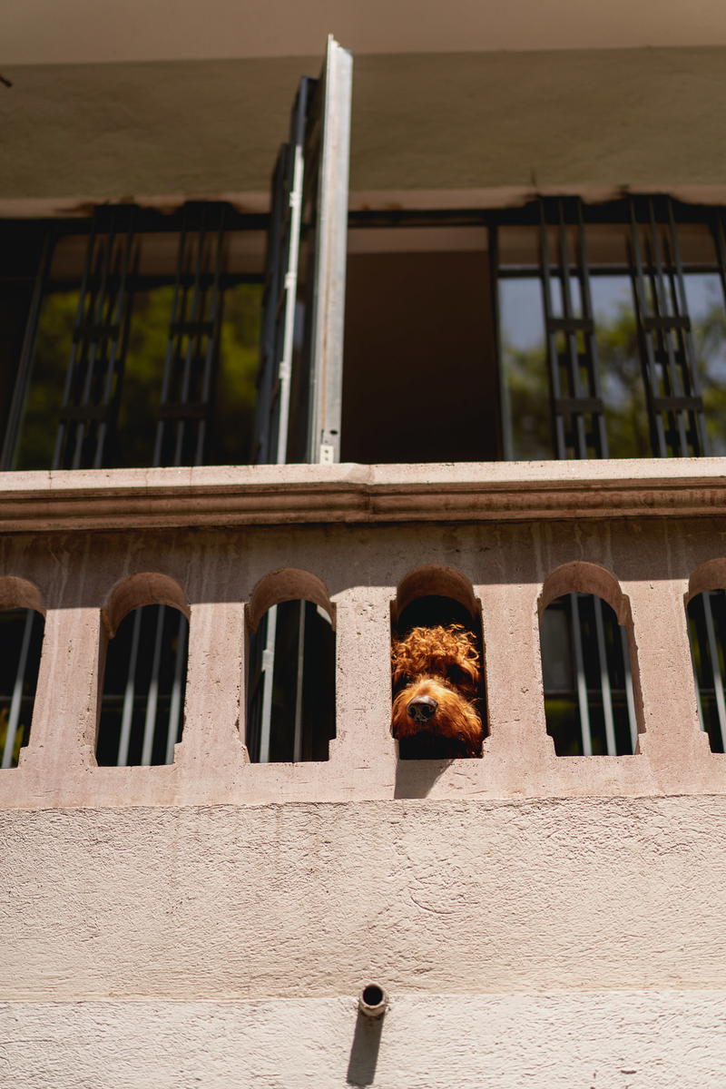 a dog looking through a window on a building