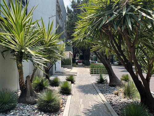 A walkway lined with palm trees and rocks, enhancing the charm of a building in Mexico City, Mexico.