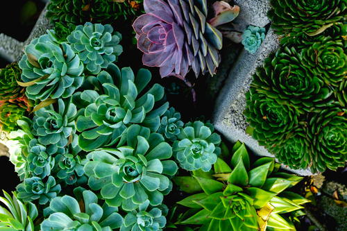 A group of succulents in a concrete block in Mexico City.