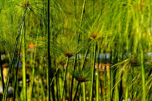 Field of tall grasses located in Mexico City.