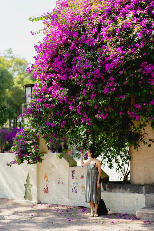 A woman is standing under a purple flowering tree in Mexico City.