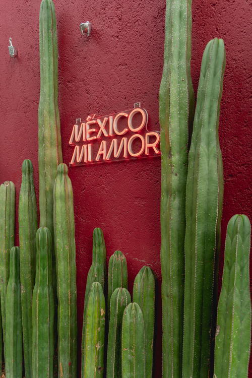 a cactus plant in front of a red wall with the word mexico written on it